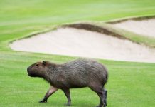 Rickie Fowler on Capybara: ‘I Wouldn’t Want To Get In a Fight With It, That’s For Sure’