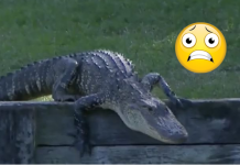 Update: Harbour Town Gator Face-Plants After Diving Off Golf Course