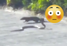 Pro Tip: Avoid the King Cobra on the Cart Path King Cobra South Africa Golf Course