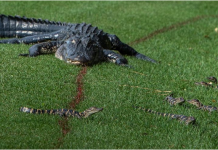 These Hilton Head Gator Jokes From McCord and Faldo Were Called “Inappropriate” and “Hysterical”