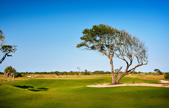 Ocean Course Third Hole Rory's Tree